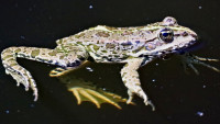 žába kuňka 2 frog-4343296 1280